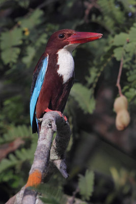 White-throated kingfisher (halcyon smyrnensis), Langkawi, Malaysia, January 2015