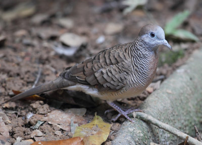 Barred ground dove/zebra dove (geopelia striata), Singapore, Singapore, January 2015