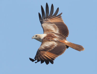 Brahminy kite (haliastur indus), Langkawi, Malaysia, January 2015