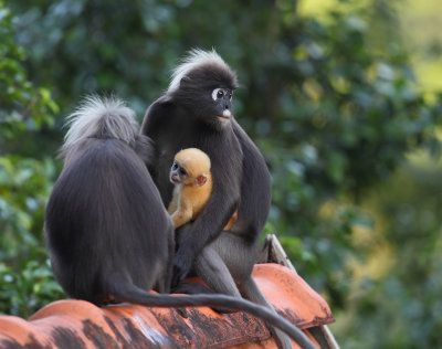 Langkawi, Janvier 2015