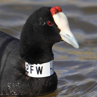 Red-knobbed coot (fulica cristata), El Fondo, Spain, April 2015