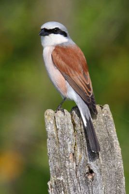 Red-backed shrike