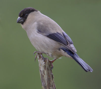 Azores bullfinch