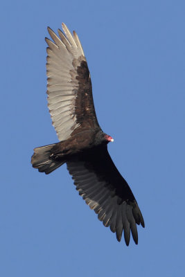 Turkey vulture (cathartes aura), Sooke, Canada, August 2015
