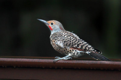 Red-shafted flicker (colaptes auratus cafer), Sooke, Canada, August 2015