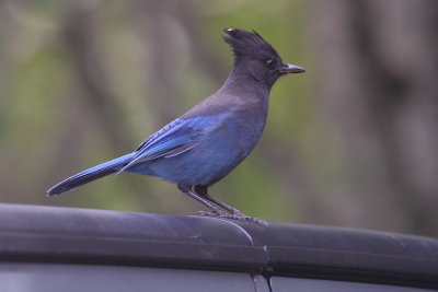 Steller's jay (cyanocitta stelleri), Port Renfrew, Canada, August 2015