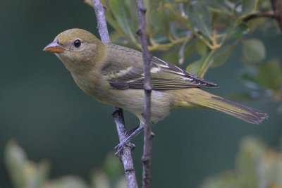 Western tanager (piranga ludoviciana), Sooke, Canada, August 2015