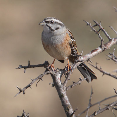 Rock bunting (emberiza cia), Nerpio, Spain, February 2016