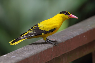 Black-naped oriole (oriolus chinensis maculatus), Singapore, Singapore, January 2015