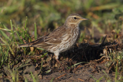 Water pipit (anthus spinoletta), Dolores, Spain, February 2016