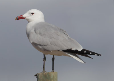 Audouin's gull (larus audouinii), La Marina, Spain, April 2016