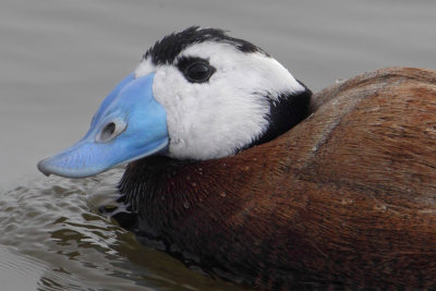 White-headed duck (oxyura leucocephala), Dolores, Spain, April 2016