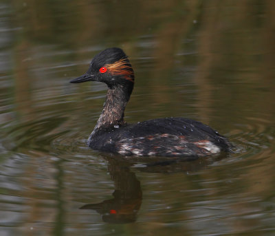 Black-necked grebe (podiceps nigricollis), Dolores, Spain, April 2016