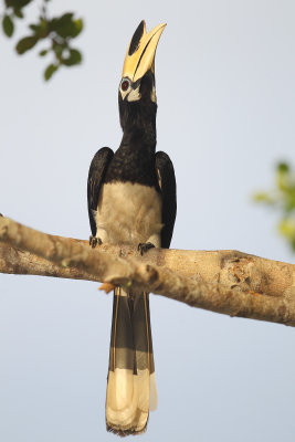 Oriental pied hornbill (anthracoceros albirostris), Langkawi, Malaysia, January 2015 