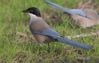 Azure-winged magpie 