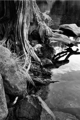 Tree Roots, Reeds, Rocks, Merced River.jpg