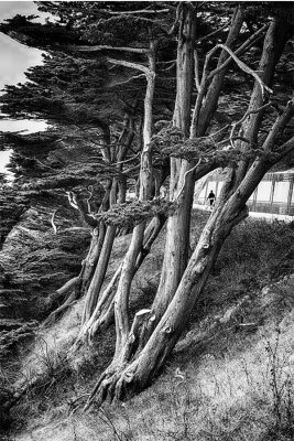 Cypress Trees along Lands End Trail, SF.jpg