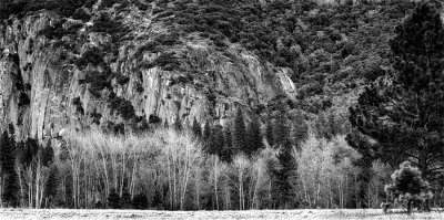 Stand of Trees Between Fall & Winter, Yosemite.jpg