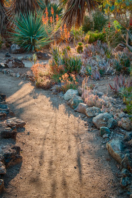 Path thru Stanford Cactus Garden.jpg
