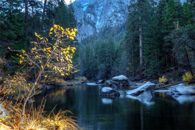 Light on Little Tree, Merced River, Yosemite.jpg
