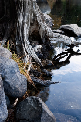Tree Roots, Reeds, Rocks,  Merced River, Yosemite.jpg