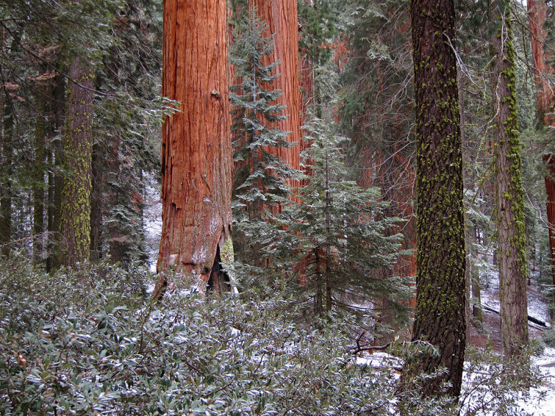 Sequoia National Park 1