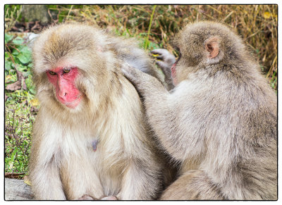 Snow Monkeys