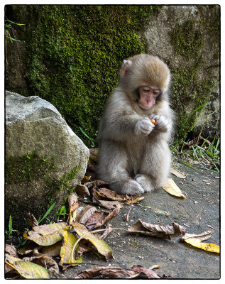 Young Snow Monkey