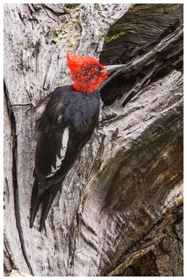 18_Magellanic Woodpecker copy.jpg