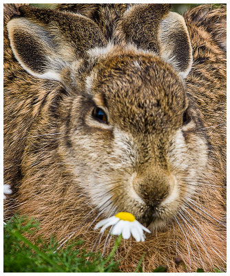 15_European Hare.jpg