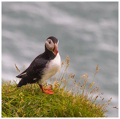 Puffin.jpg