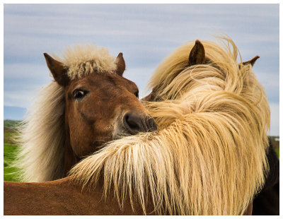 Iceland pony friends.jpg