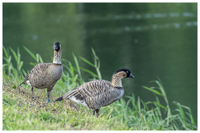 Nene -  Hawaiian Goose.jpg