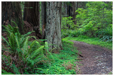 Redwood National Forrest