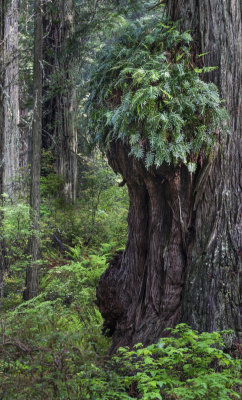 Redwood burl.jpg