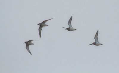 Bonte Strandlopers