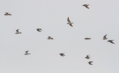 Bonte Strandlopers met Bontbekplevieren (1e en 4e van links)