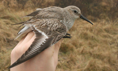 Bonte Strandloper