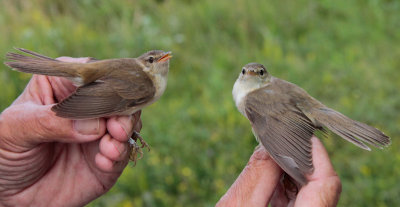 Links: Bosrietzanger, rechts: Kleine Karekiet