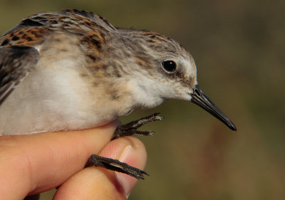 Kleine Strandloper