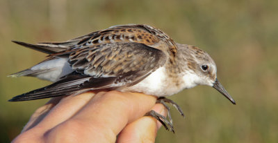 Kleine Strandloper