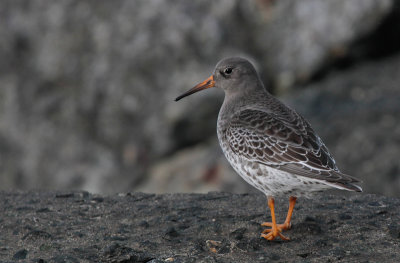 Paarse Strandloper