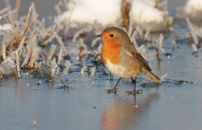 Roodborst