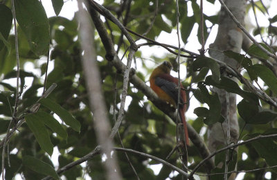 Orange-breasted Trogon - Groenkoptrogon