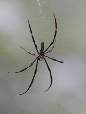 Golden Web Spider