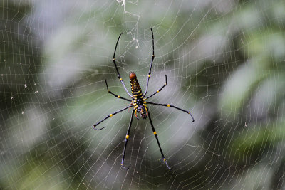 Golden Web Spider