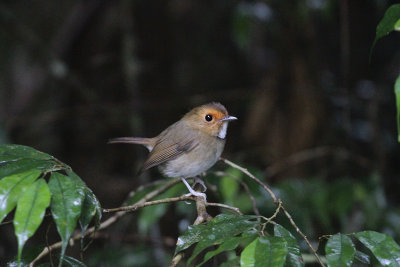 Rufous-browed Flycatcher - Roodteugelvliegenvanger