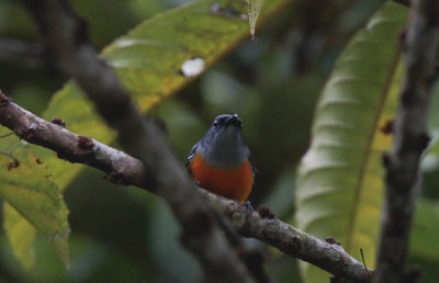 Orange-bellied Flowerpecker - Oranjebuikhoningvogel
