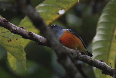 Orange-bellied Flowerpecker - Oranjebuikhoningvogel