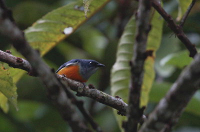 Orange-bellied Flowerpecker - Oranjebuikhoningvogel
